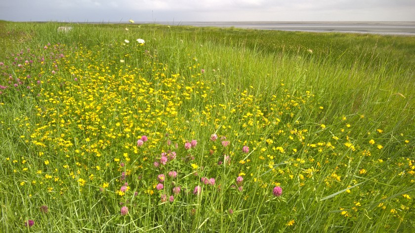 WP_20160609_10_40_32_Pro[1]