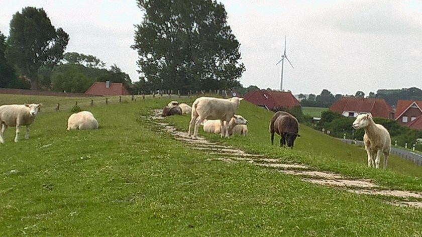 WP_20160609_10_46_57_Pro_(2)[1]